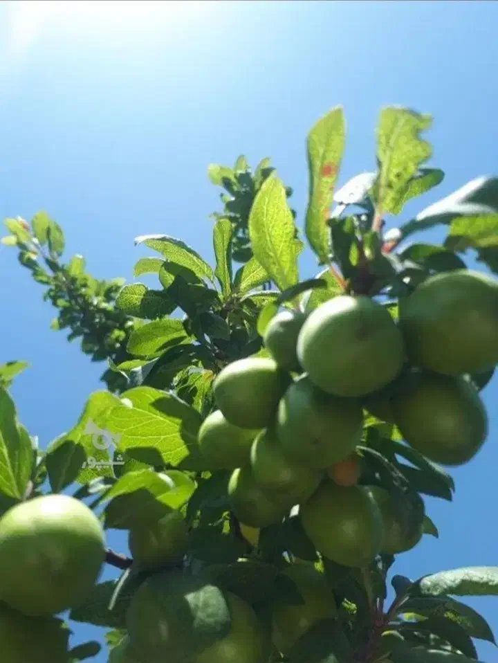 معاوضه باغچه با خودرو یا آپارتمان