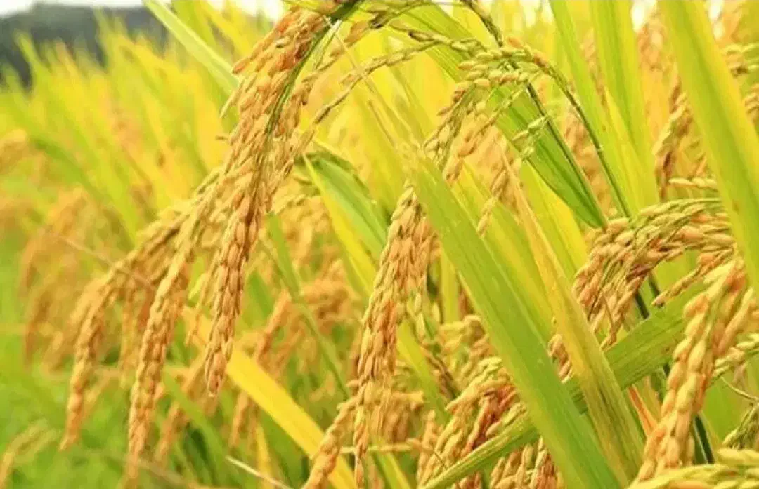 اجاره زمین کشاورزی اطراف مرودشت