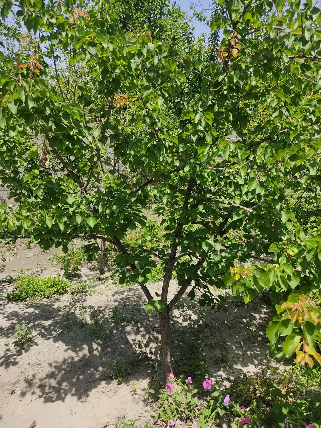 باغچه ویرانی