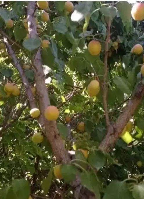 باغچه در ترکمان بر آسفالت