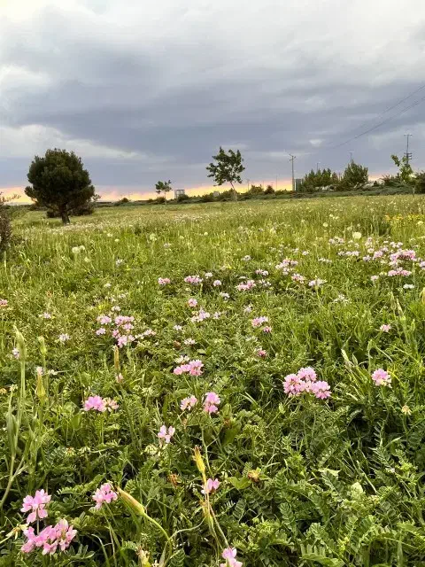 زمین زراعی باغی با سند