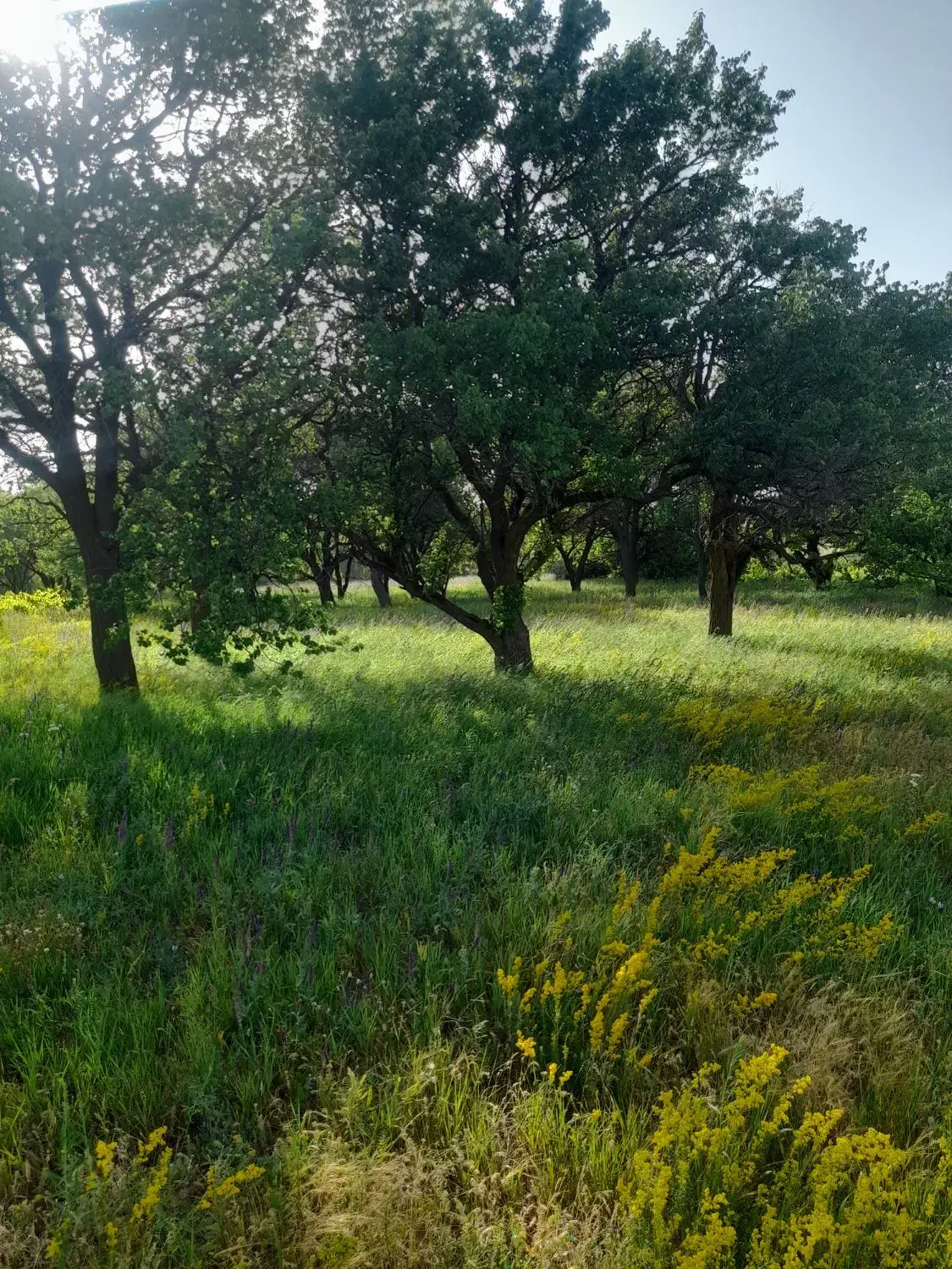باغ زرد آلو در روستای گوالی