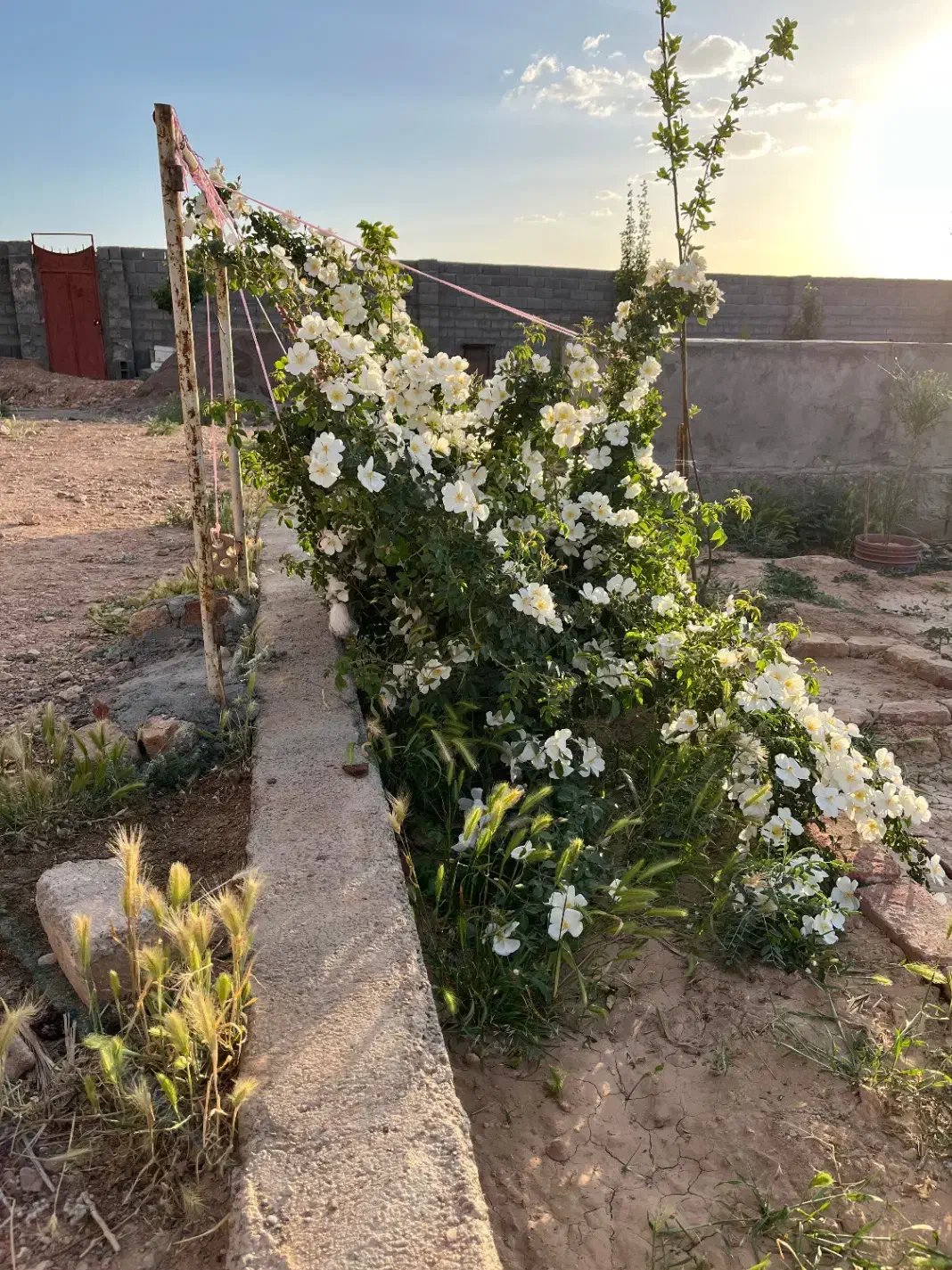 زمین محی آباد