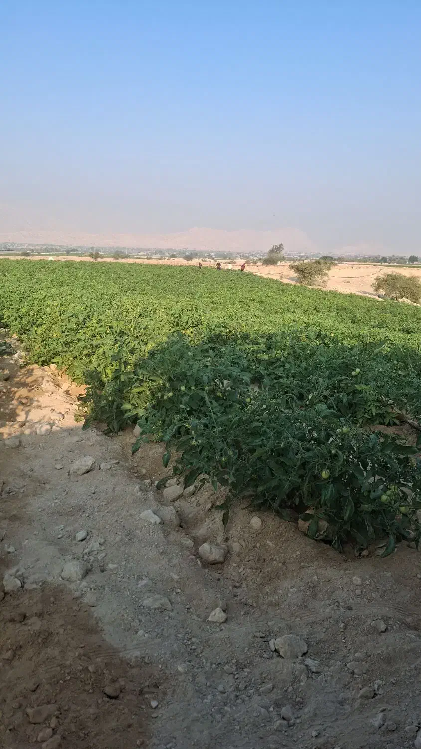 اجاره زمین کشاورزی
