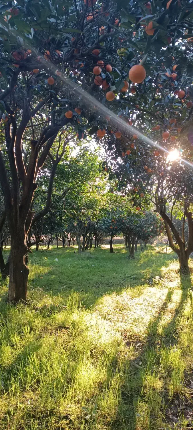فروش زمین مسکونی دارای جواز در بالاشیرود