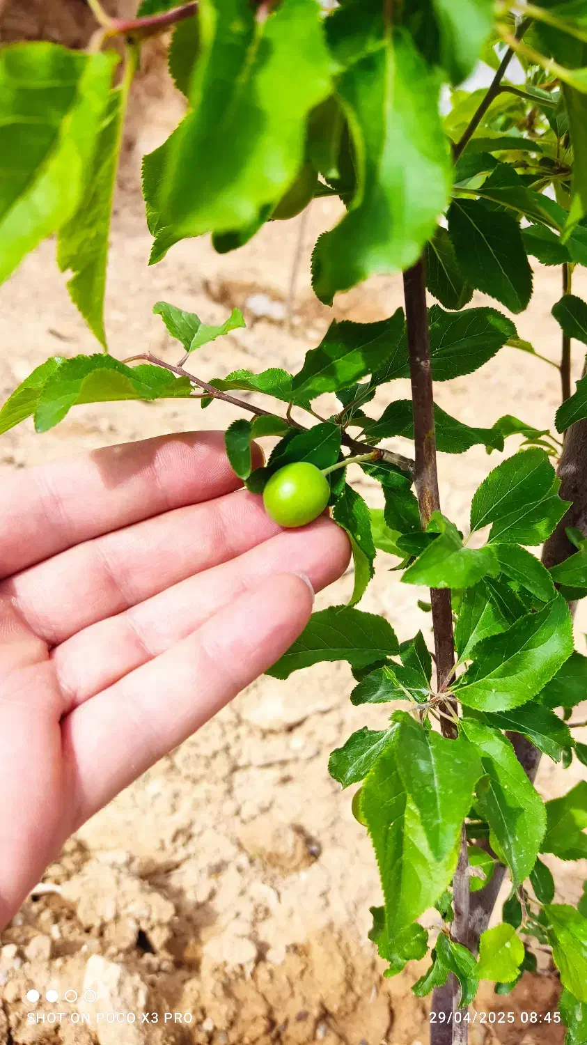 خانه ویلای روستایی با امکانات کامل