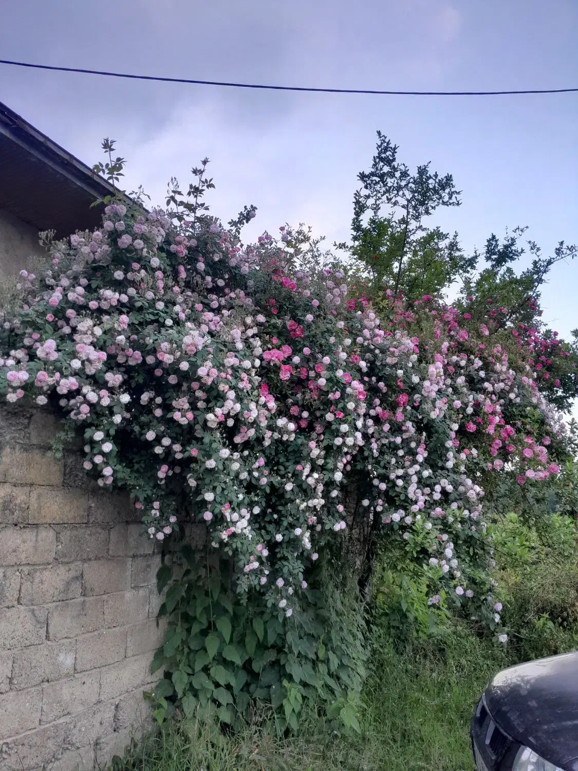 زمین باغی همراه بادرختان میوه