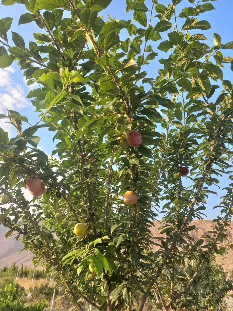 باغ ۱۰۰۰ متری در روستای شول نقش رستم