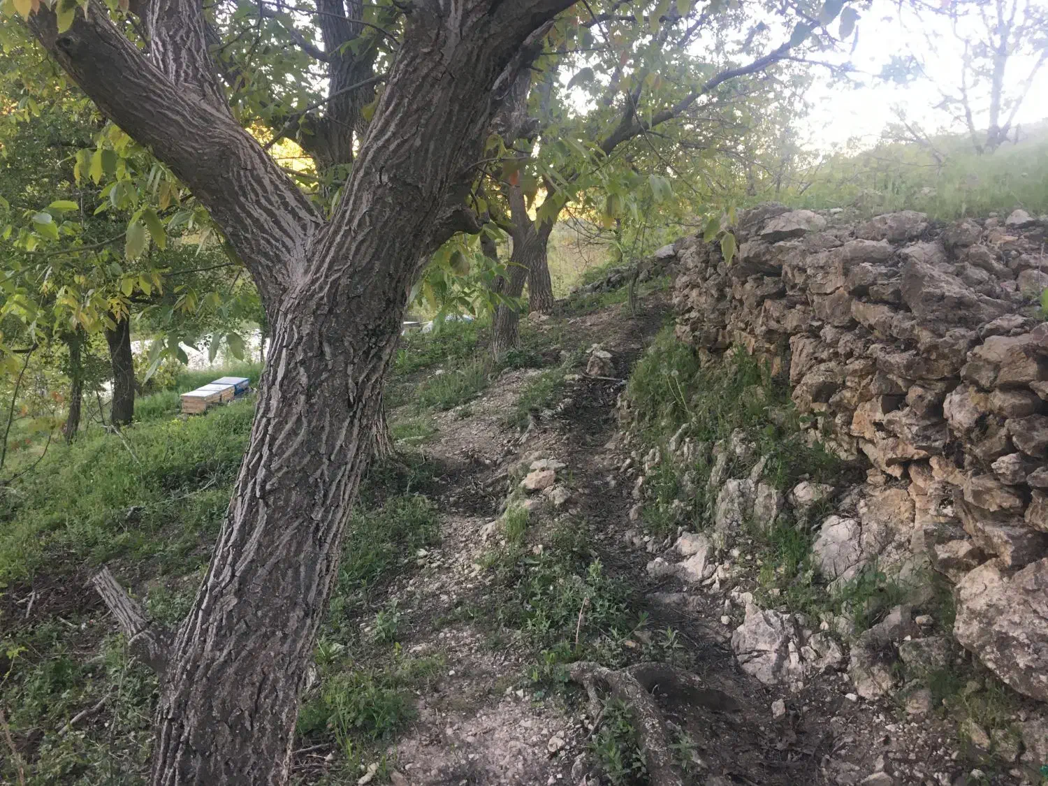 فروش یک قطعه باغ