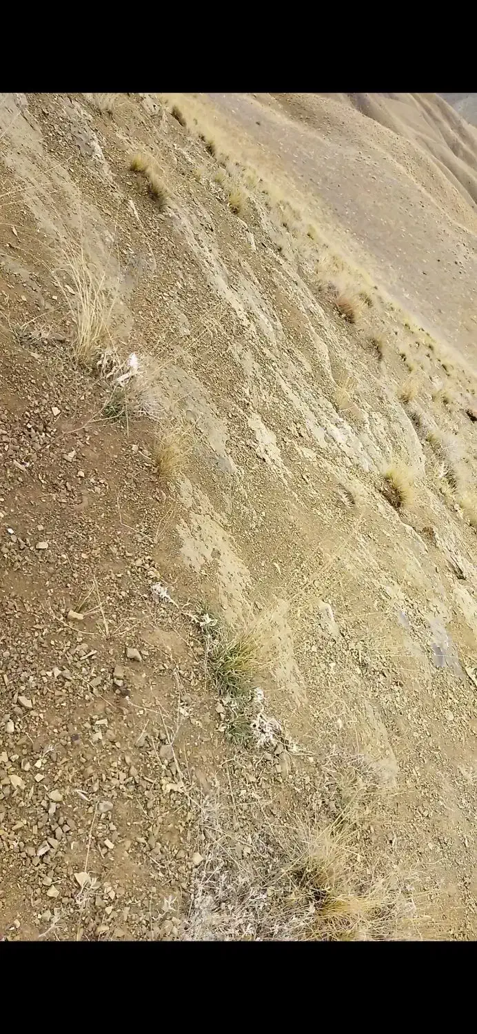 زمین نگو طلا بگو