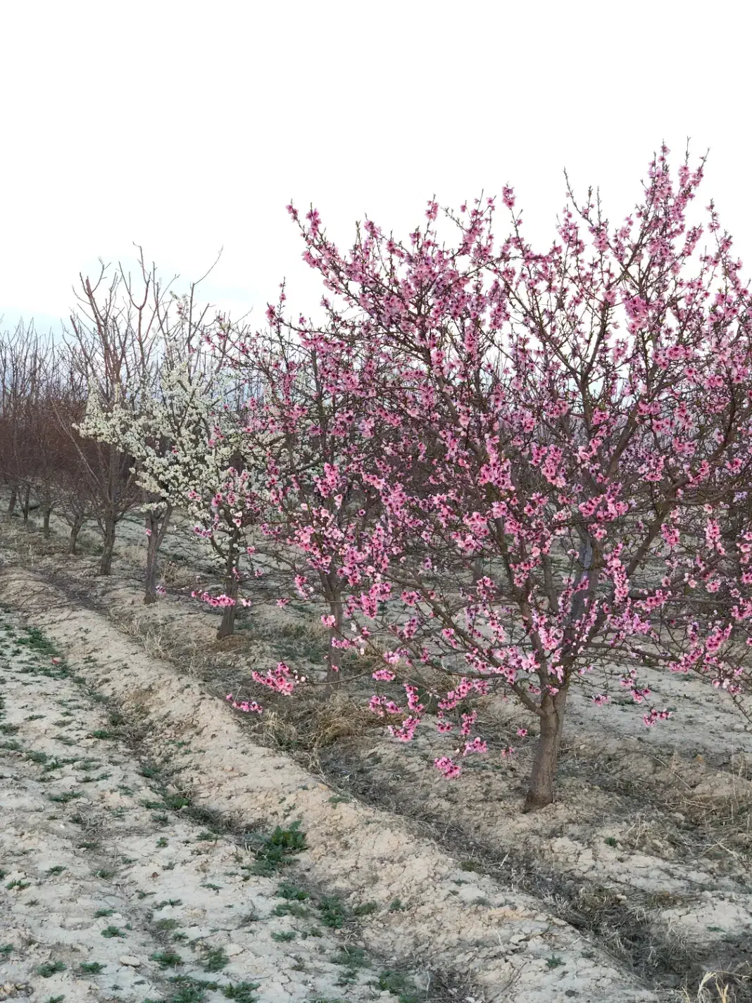 باغ هزار متری