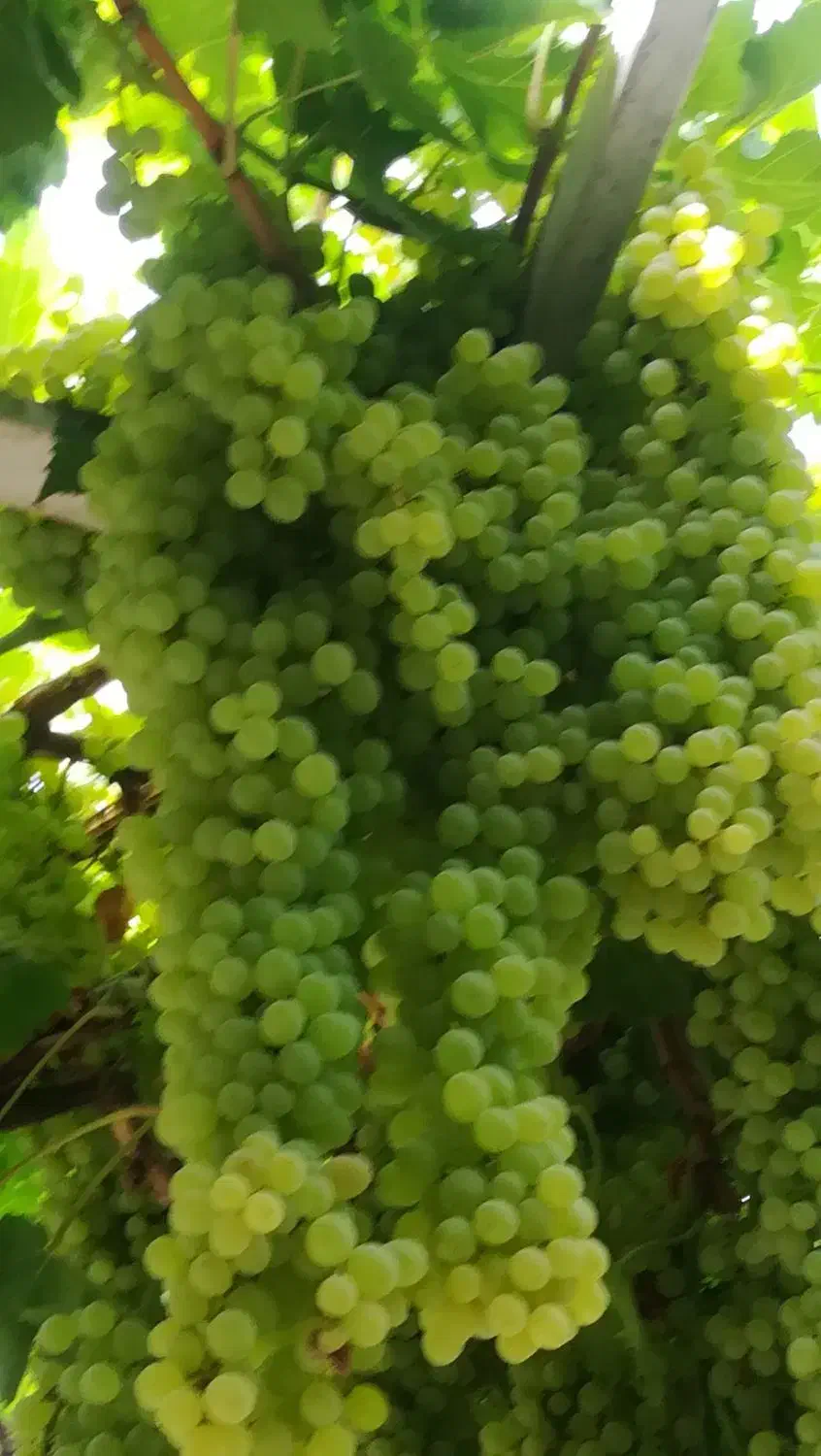 باغچه فروشی.1200متر .فول امکانات بنا 120متر