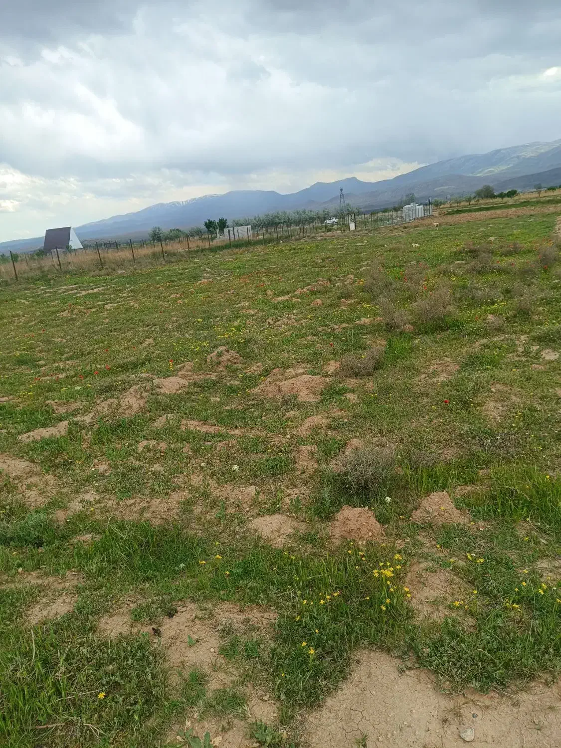 زمین زاعی برای باغ نقلی