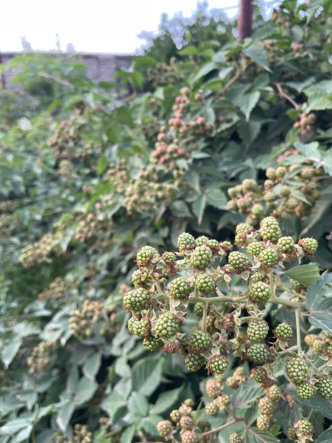 زمین باغ و مسکونی ۱۰۰۰متر با امکانات