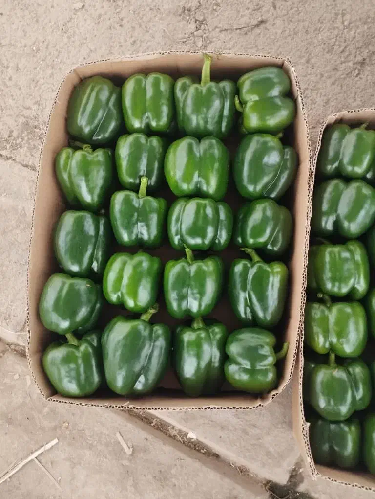 اجاره گلخانه