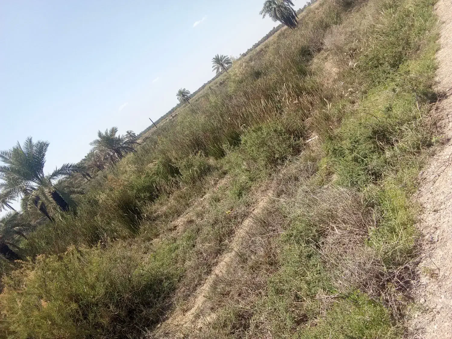 زمین به فروش