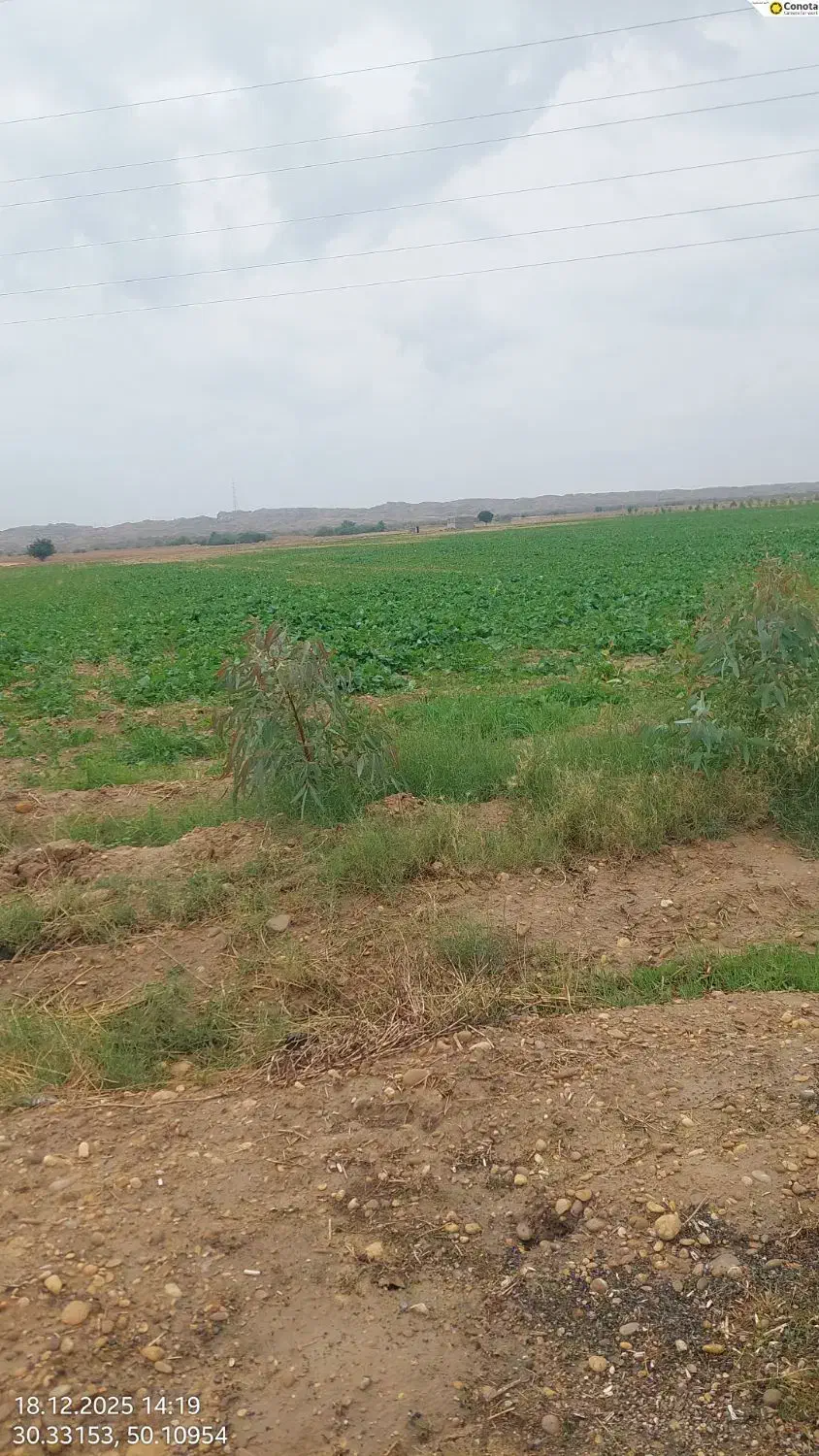حدود ۵هکتار زمین دیم
