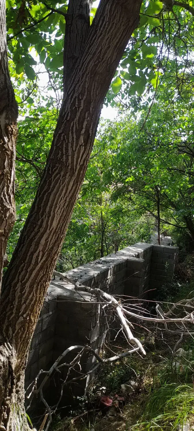 باغ نوجان