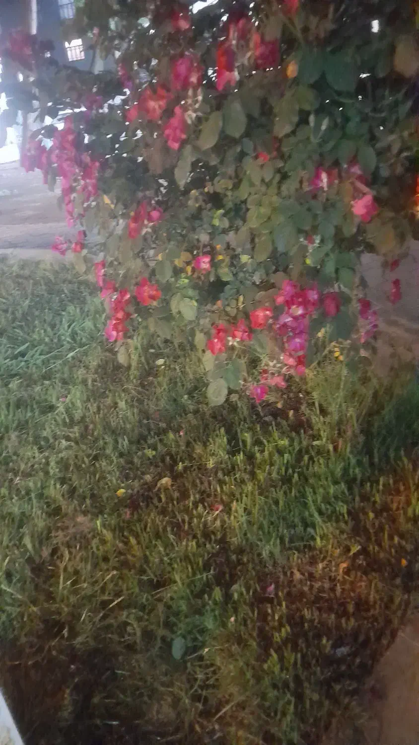 زمین باغ چای وخانه باغ ۱ هکتار