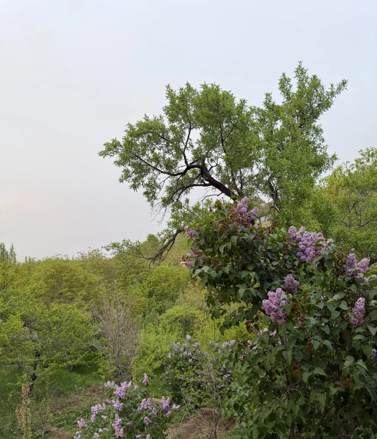 باغ گنجنامه معاوضه
