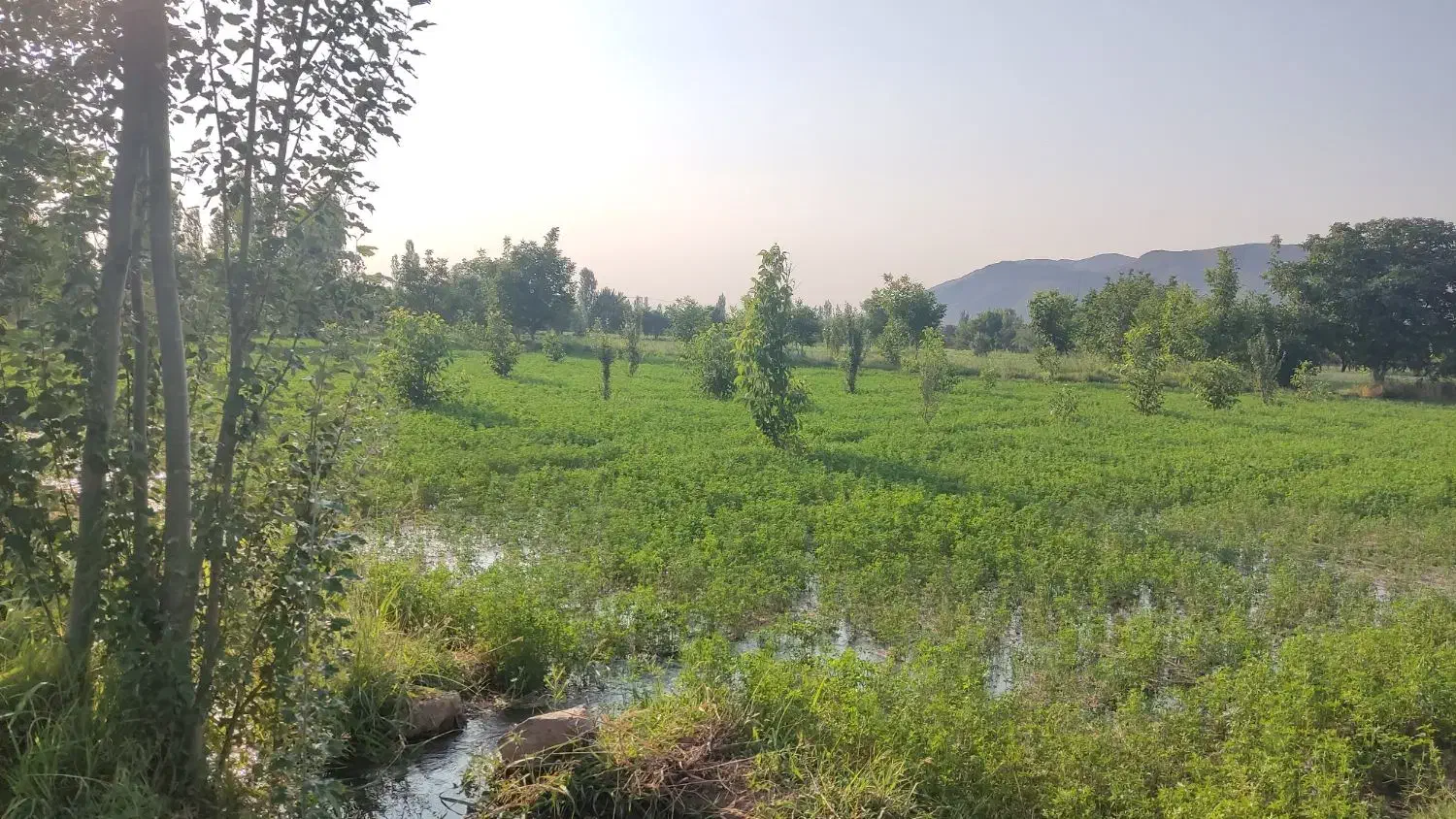 زمین کشاورزی در صحرای همواری گلپایگان