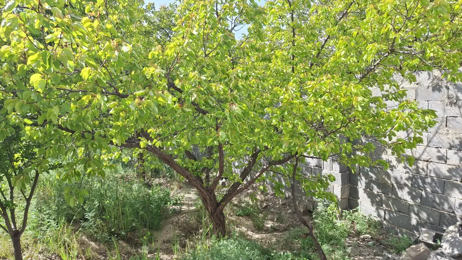 باغچه ۴ دیواری _ بهشت سرمایه گذاران