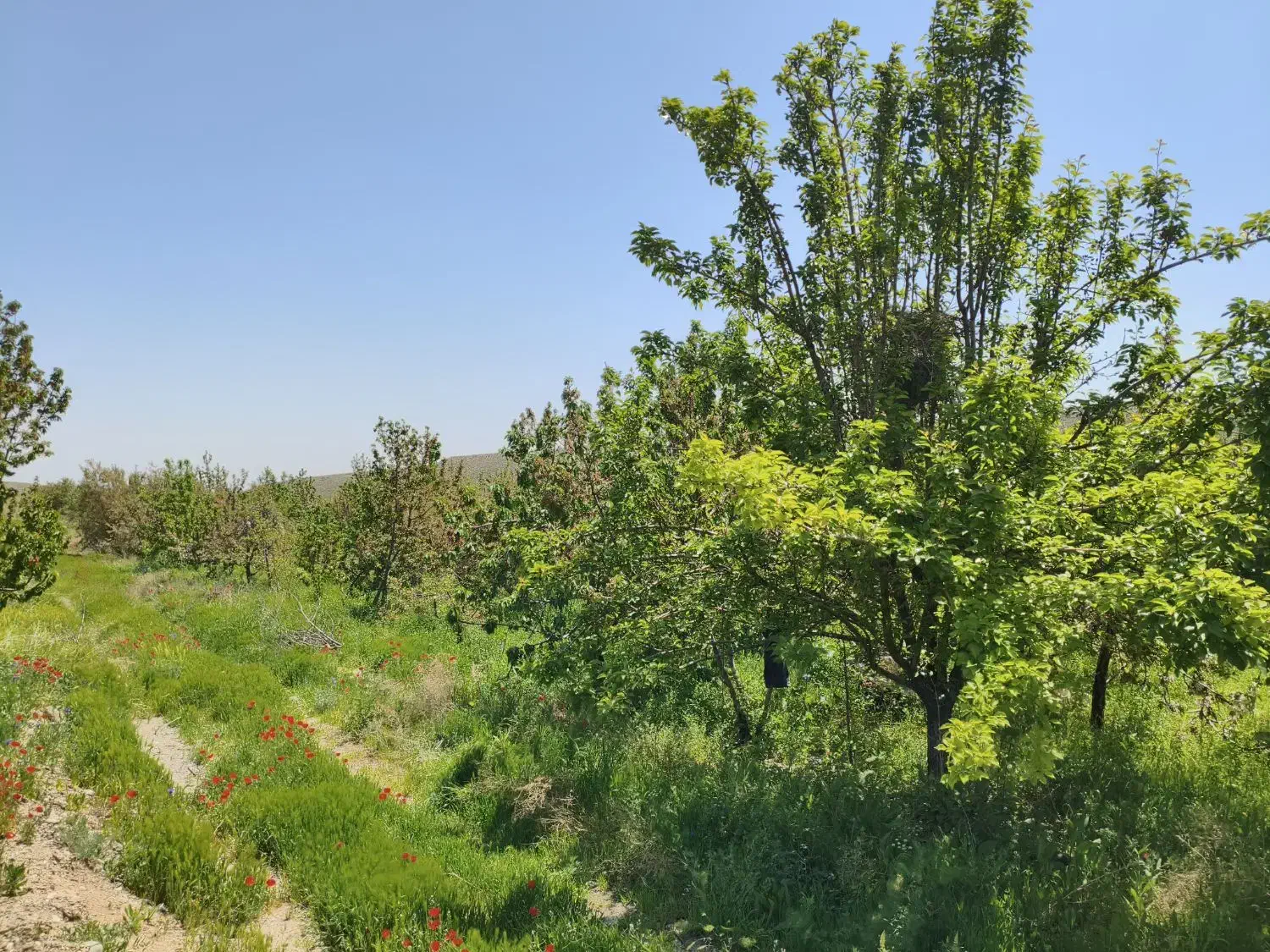 زمین کاهو