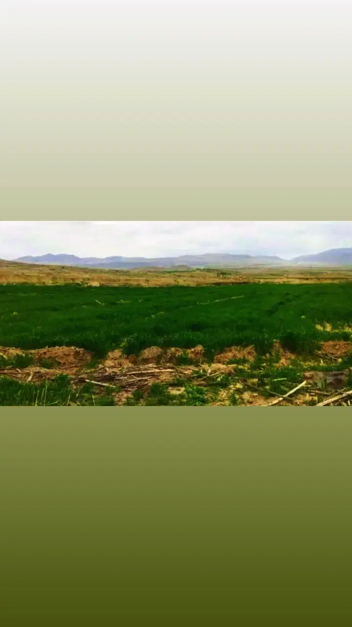 زمین زراعی