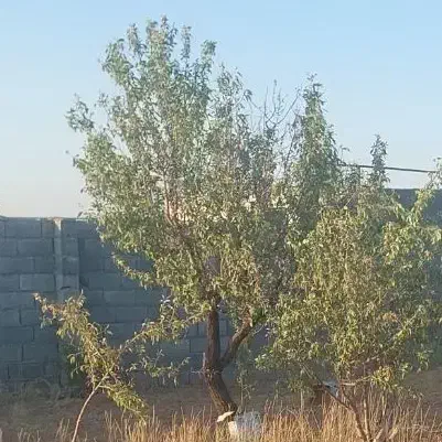 زمین باغی