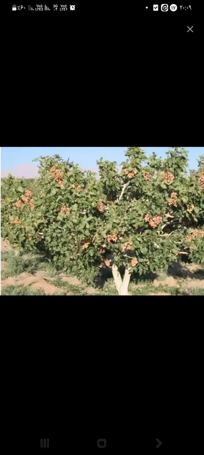 فروش باغ پسته ویک ساعت اب