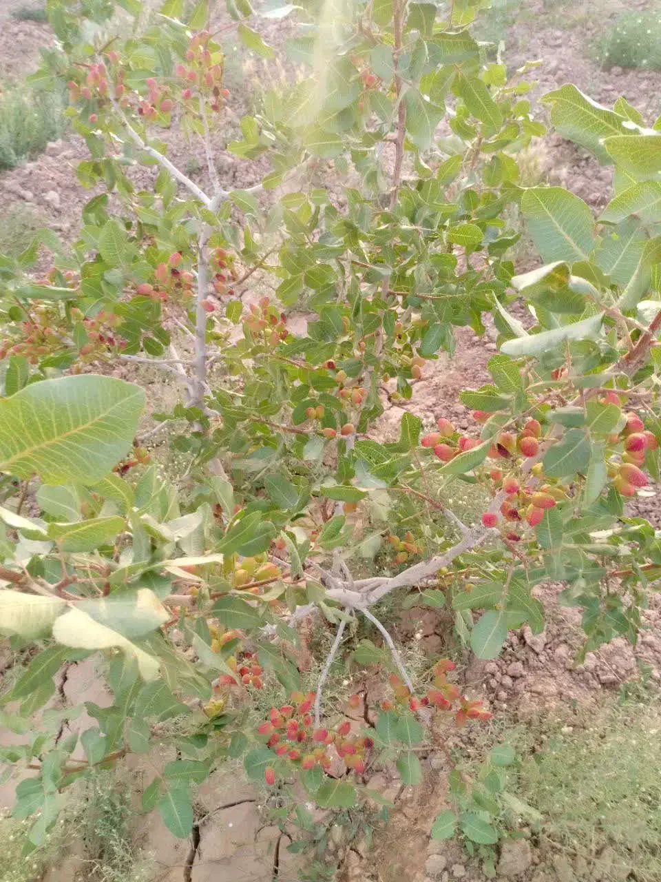 باغ پسته