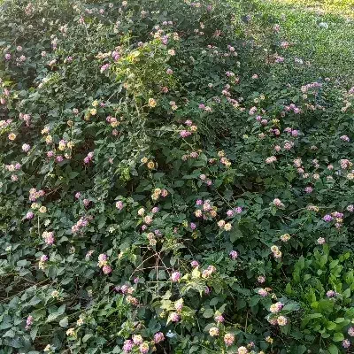 زمین فروشی سیراف