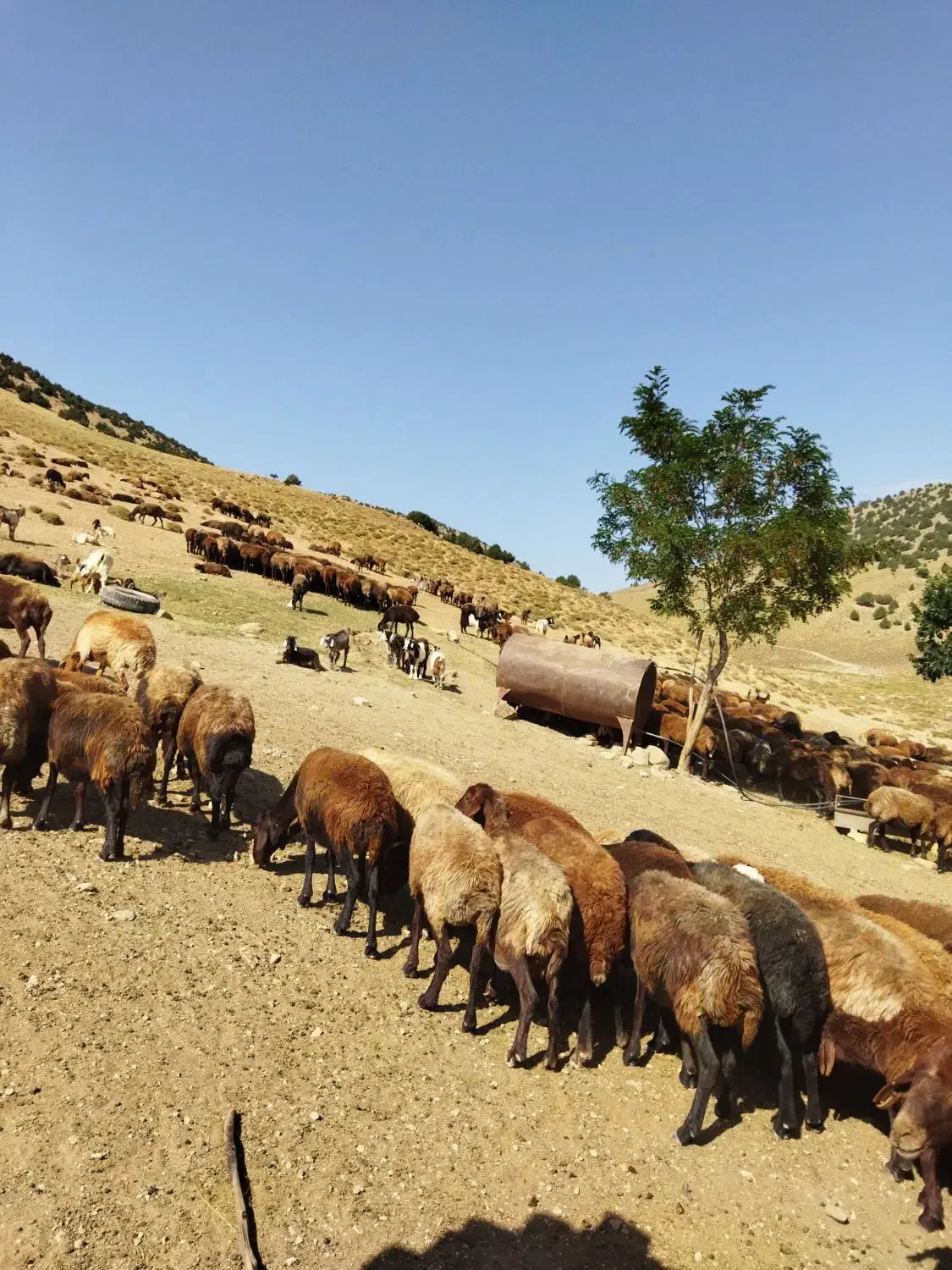 زمین کشاورزی