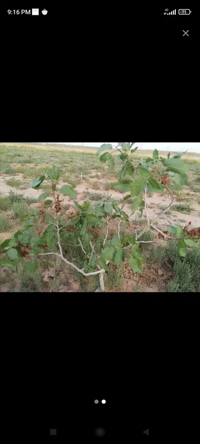 باغ پسته درشت