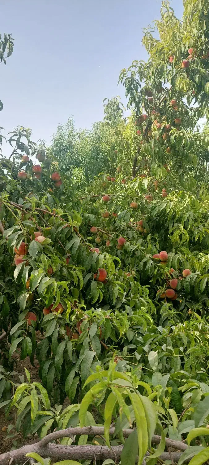 باغچه ۴۰۰ متری مشجر قاسم اباد بزرگ