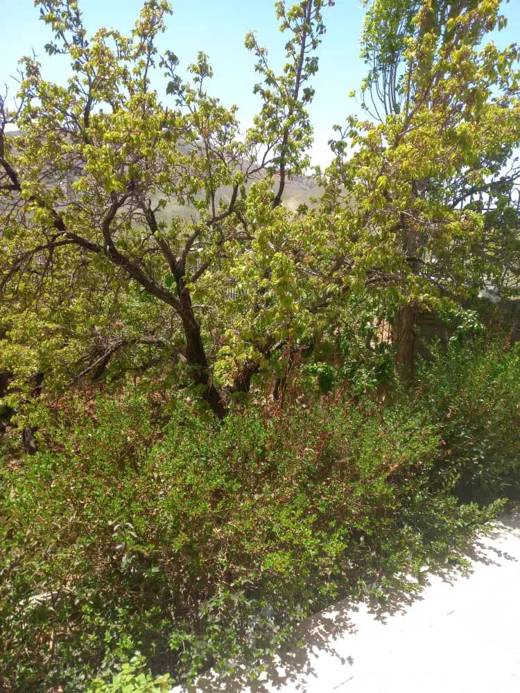 زمین (کاربری باغ مسکونی) مشا دشت مشا