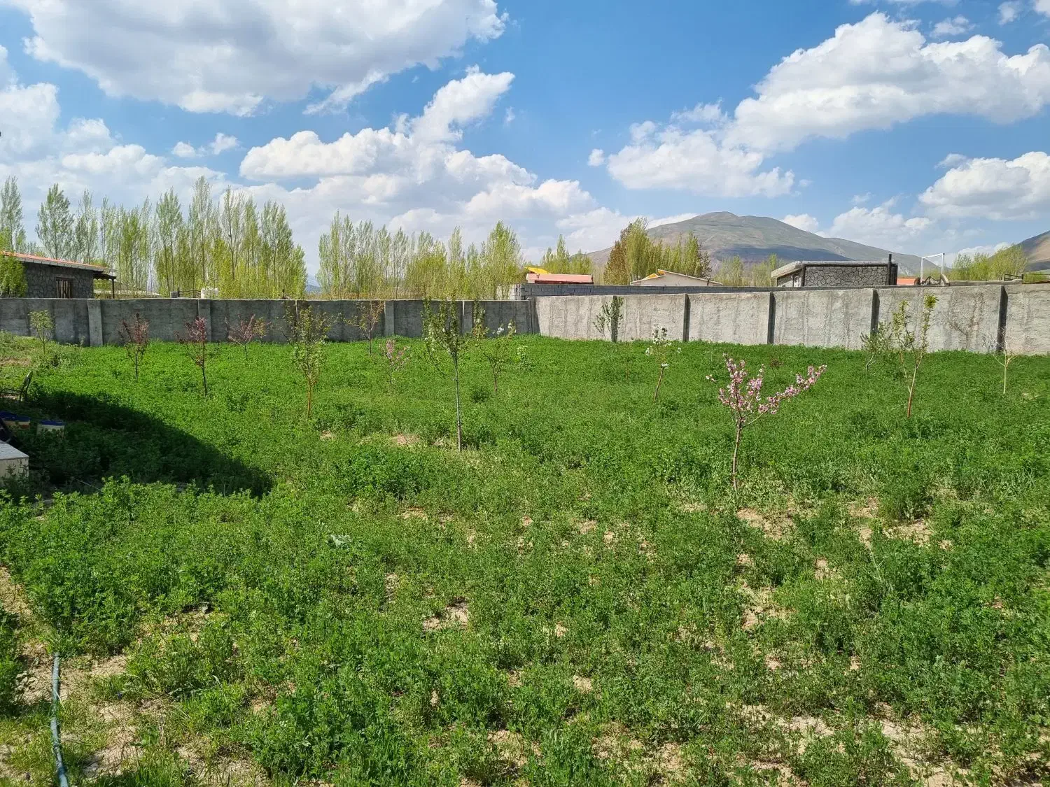۱۰۰۰ متر باغ در اسپیران کوی چرداخلی