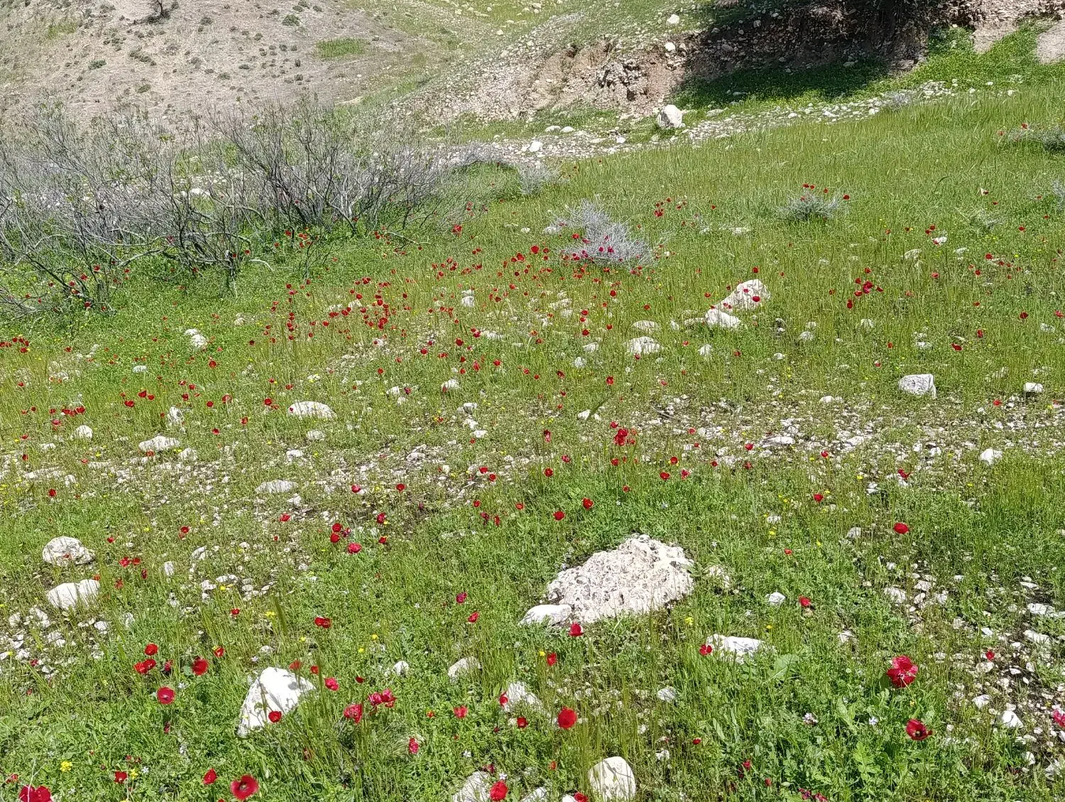 فروش زمین