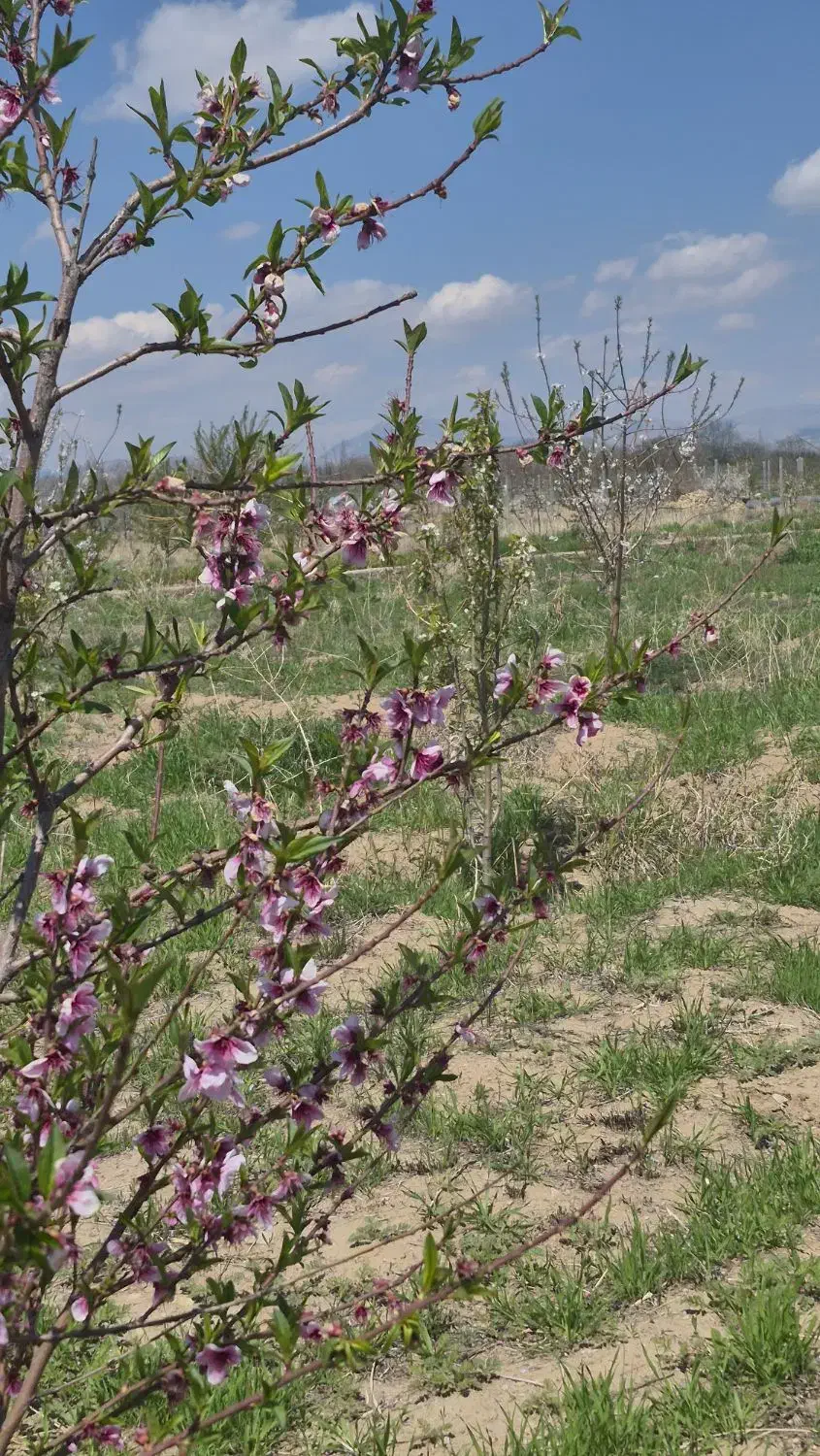باغ جهان اباد  با سهمیه اب