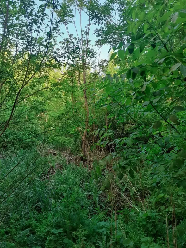 خانه و ویلا کلنگی