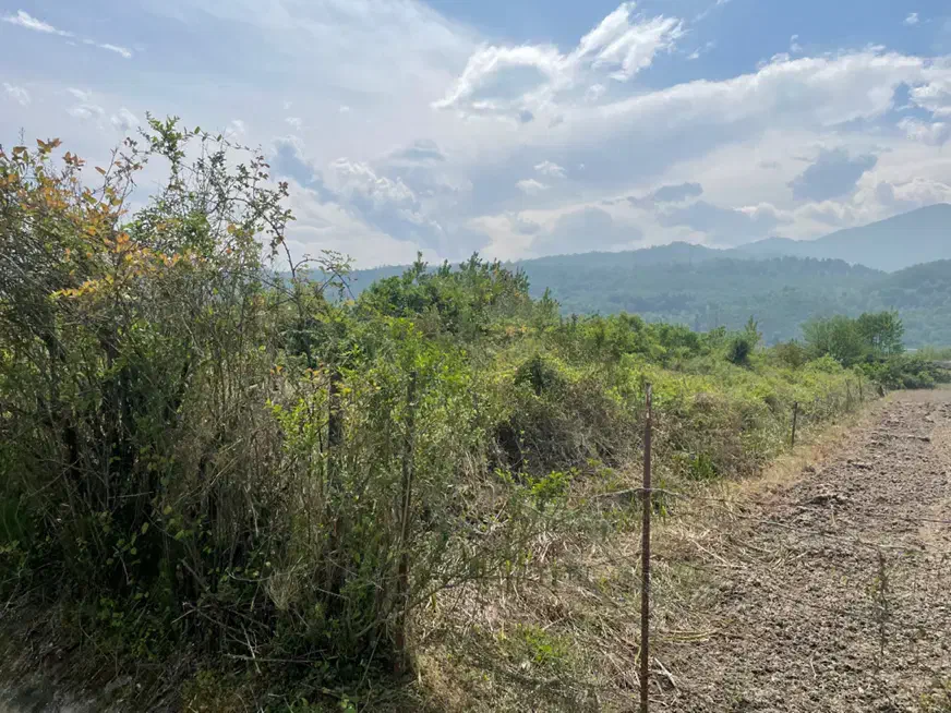 زمین ۲۵۰۰ متری واقع در عباس اباد روستای پرچه ور
