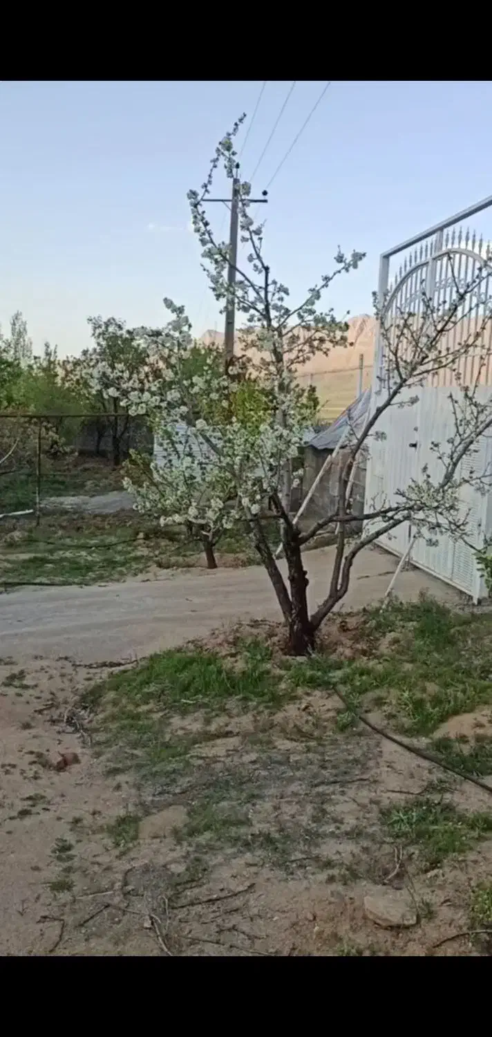باغ فروشی در آستانه شازند
