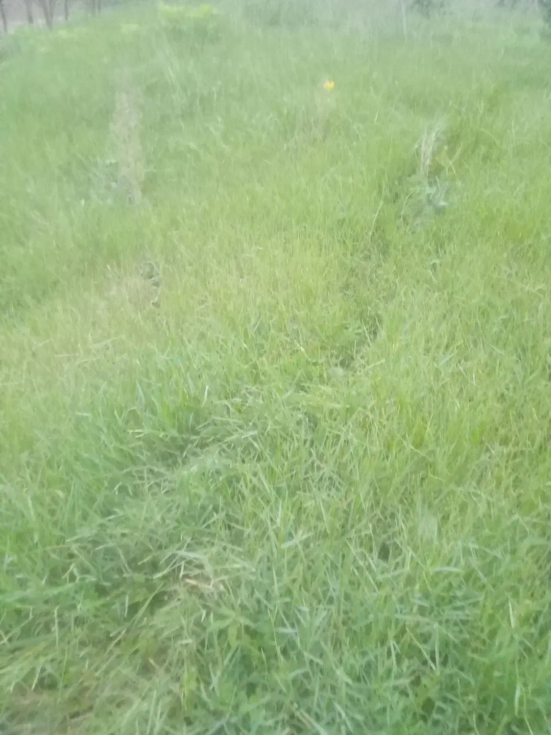 فروش یک قطعه زمین در شفت روستای درودخان