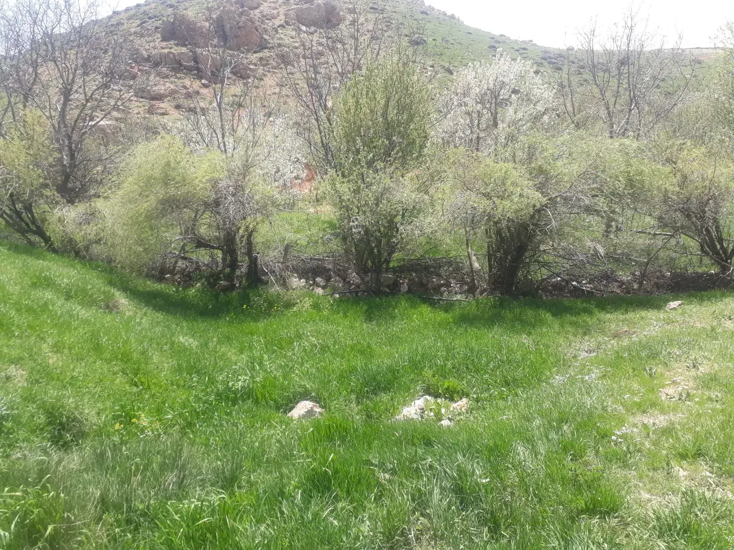 باغ.درختی زیبا