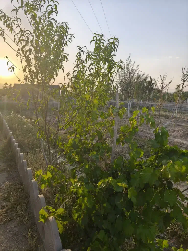 باغ و ویلا