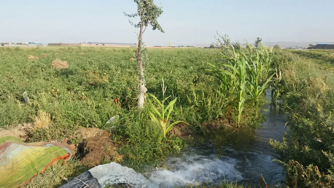 فروش زمین زراعی کشاورزی حدود ۶۰۰۰ مربع ۳۳ من محلی