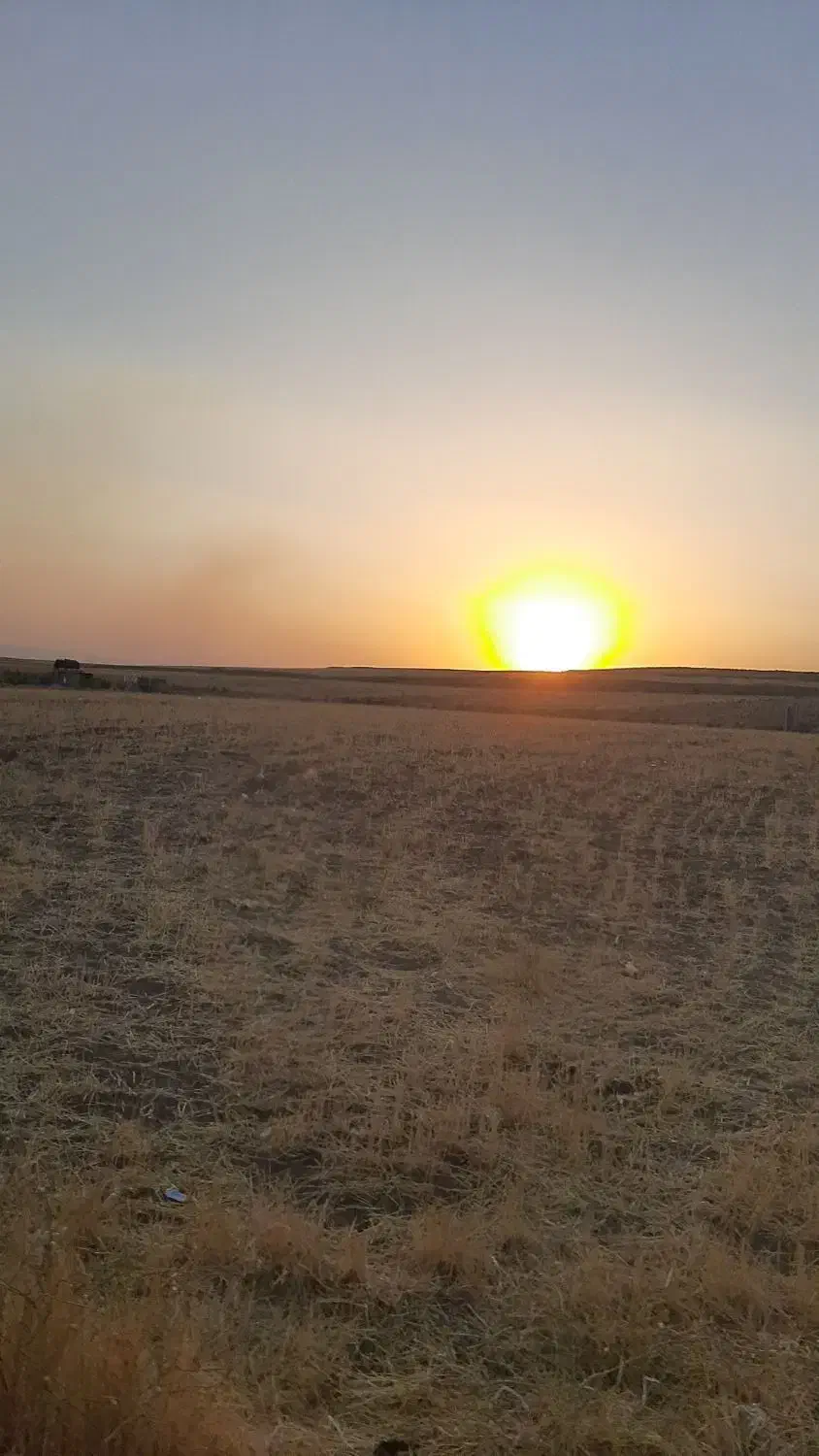 زمین کاشت برنج