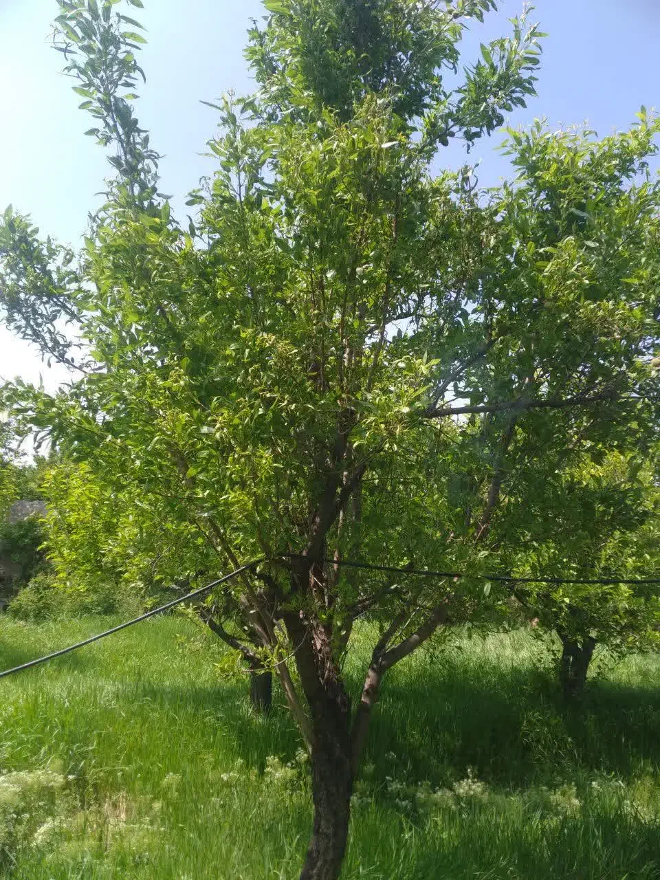 باغ ویلا مسکونی فروشی