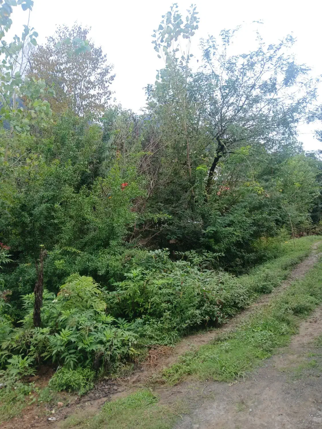 زمین مسکونی ابشورک فاز ۱