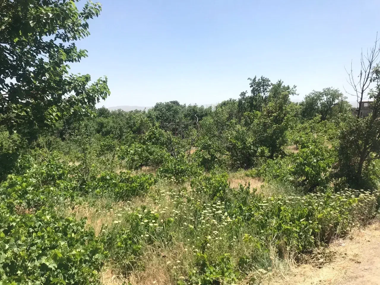 زمین باغی